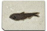 Detailed Fossil Fish (Knightia) - Wyoming #327829-1